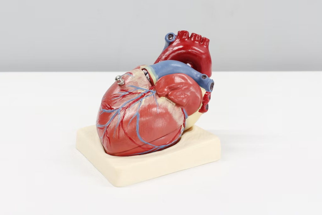  An anatomical model of the heart